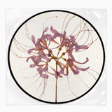 YoungQueenz - "神隱 Spirited Away" LP